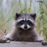 tvättbjörn's avatar