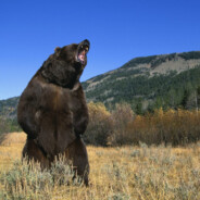 zandertuborg's avatar